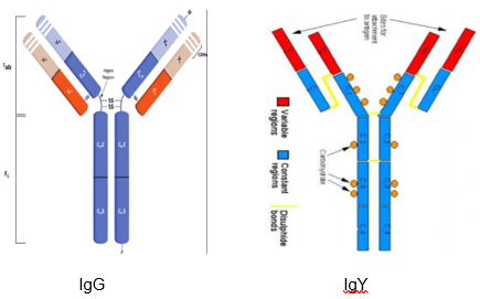 Diagram comparing the molecular structure of human IgG antibodies to chicken-derived IgY antibodies, labeling their variable regions, constant regions, and disulfide bonds