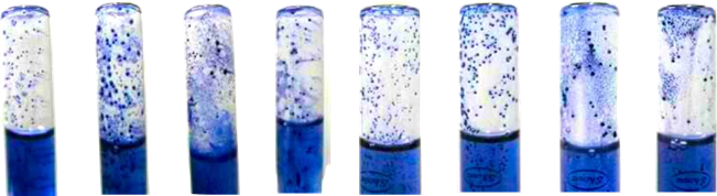 Row of test tubes showing dense blue-stained bacteria adhering to the glass walls in an untreated control sample